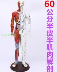 The body acupuncture point model reflex zone meridian massage, acupuncture, half skin and half muscle anatomy 60CM