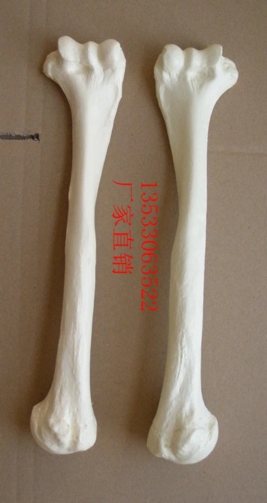 

Human 1: 1 Humeral model Medical teaching model free shipping