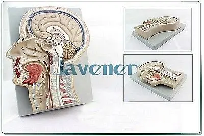 

NewLife Size Human Anatomical Head Median Sagittal Section Anatomy Medical Model