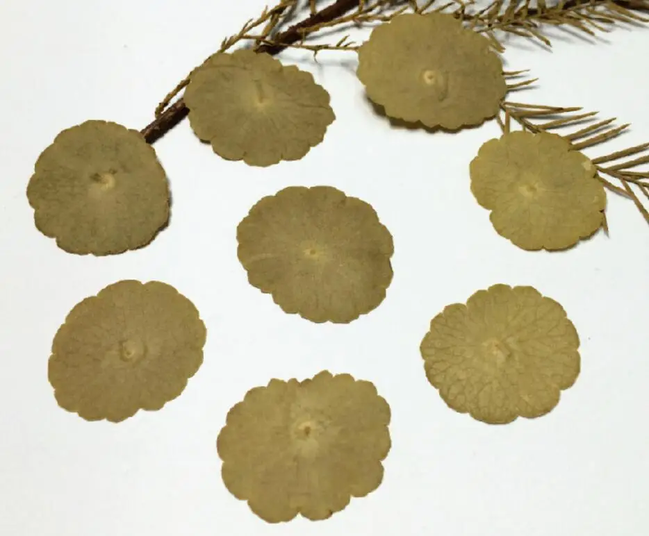 120pcs Pressed Dried Hydrocotyle Vulgaris Flowers Plants Herbarium For Jewelry iPhone Phone Case Frame Making Accessories