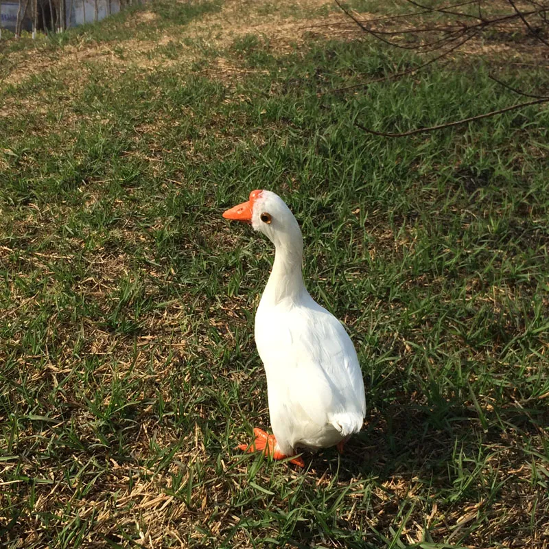 about 20x15cm simulation white duck toy model farm decoration gift h1068