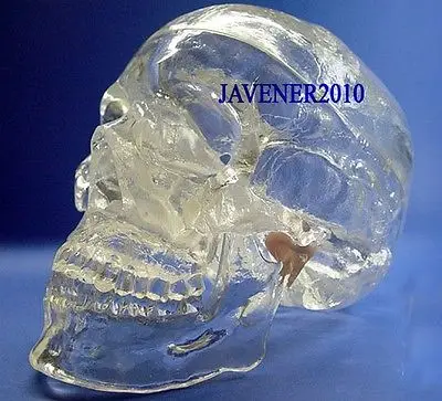 

Human Anatomical Anatomy Head Skull Skeleton Medical Model Transparent