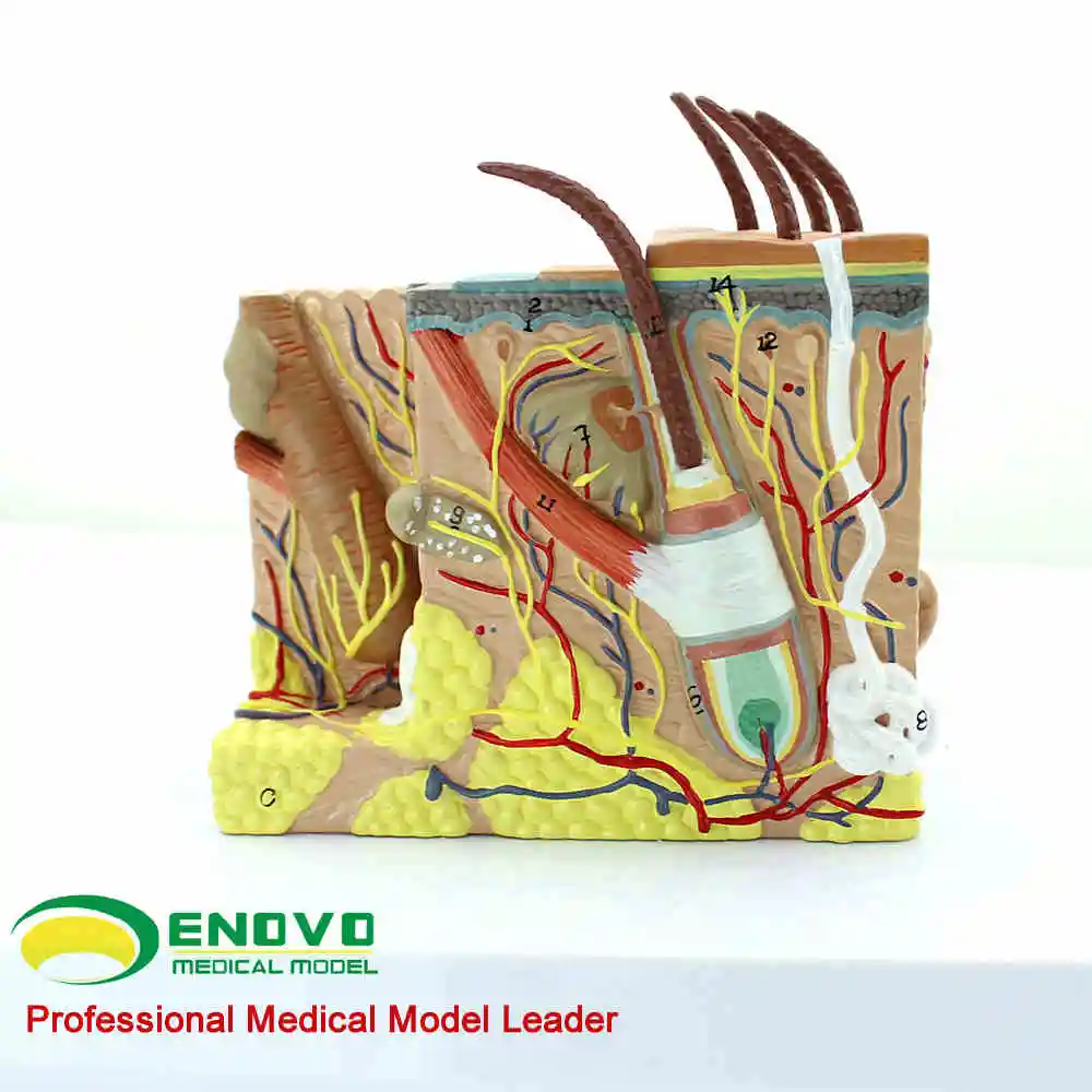 Human skin tissue anatomical magnification model minimally invasive skin cosmetic plastic face model