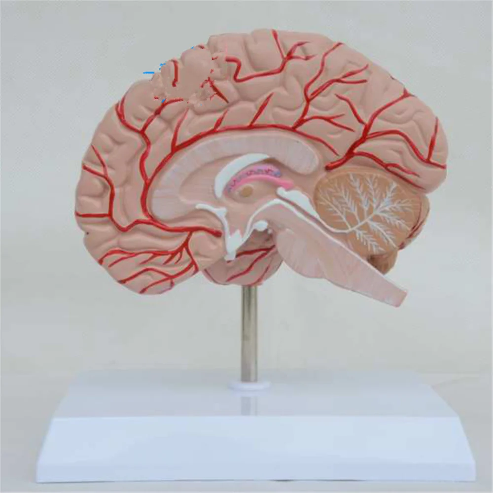 Human Right Brain Blood Vessel Medical Display Anatomical Model Deluxe Specimen Medical Science Supplies