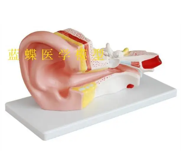 

Kindergarten science laboratory ear anatomic amplification model physical exploration toys demonstration teaching AIDS