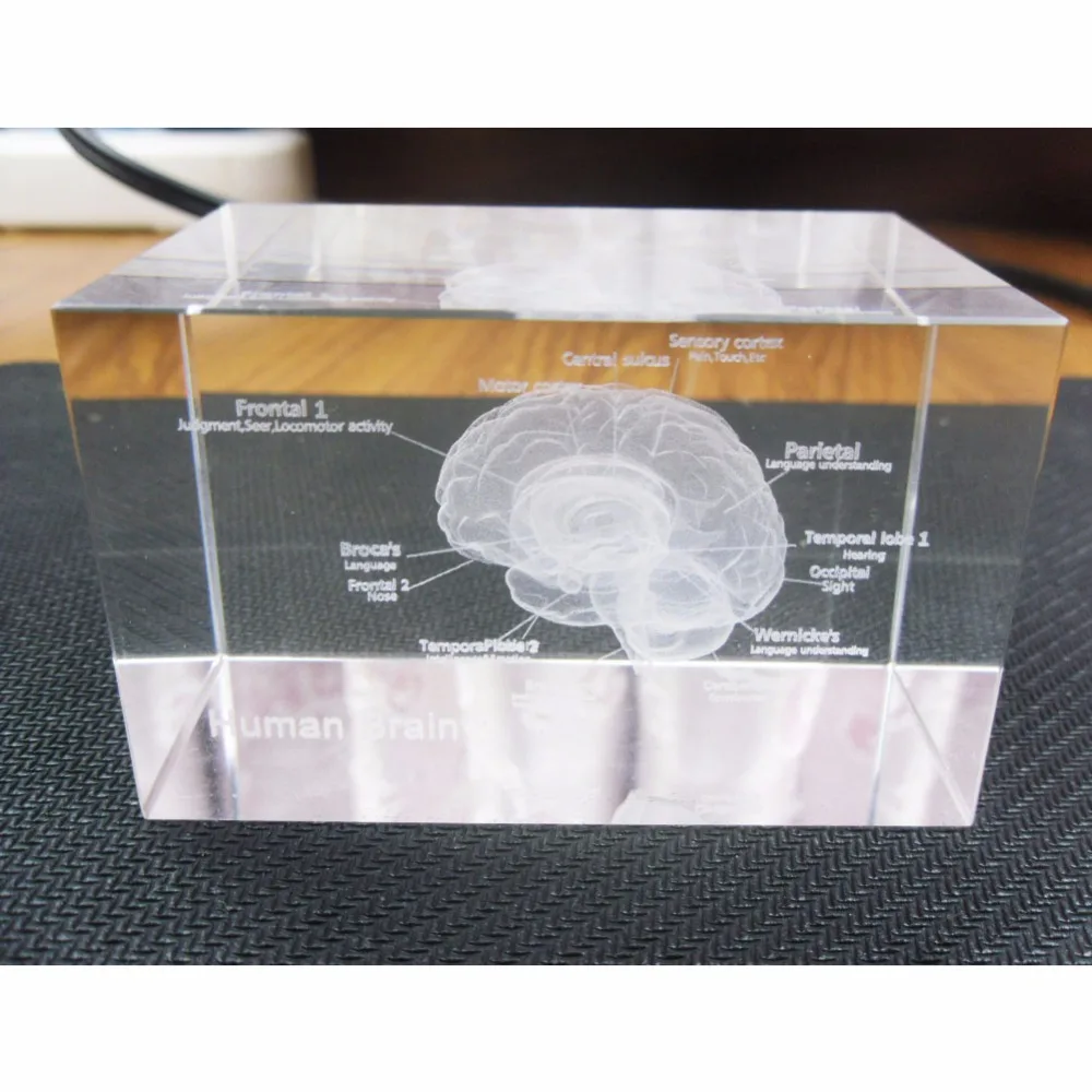 1 Pc/Pack Cool 3D Crystal Inside-Carving Human Brain for Art Sketch & Anatomy & Medical Education