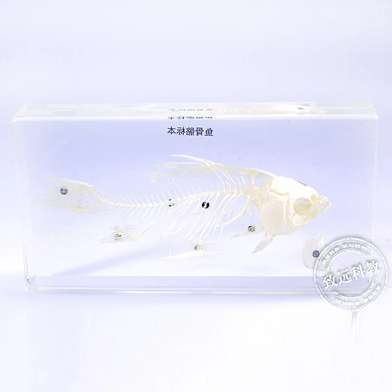 

fishbone fiSpecimens In Clear Lucite Block Educational Instrument Middle school biology School teaching aids