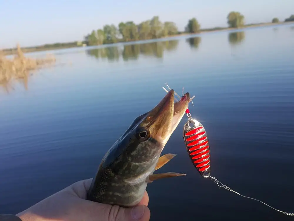 Lot De 6 Cuillères De Pêche Supertackle Dizzy Dee 3.5 Lot De 6 Cuillères De Pêche Supertackle Dizzy Dee 3.5