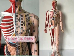 High-definition human acupuncture model 85CM half musculoskeletal model of visceral meridian