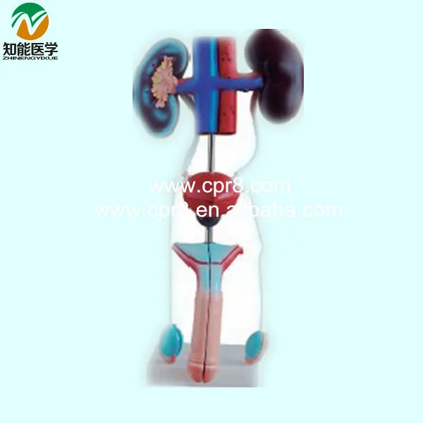 

BIX-A1063 Model Of The Urinary System(Male) G158