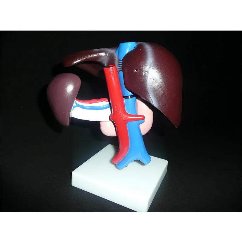 

Human Liver Pancreas Duodenum Anatomical Anatomy Model Medical Model Life size