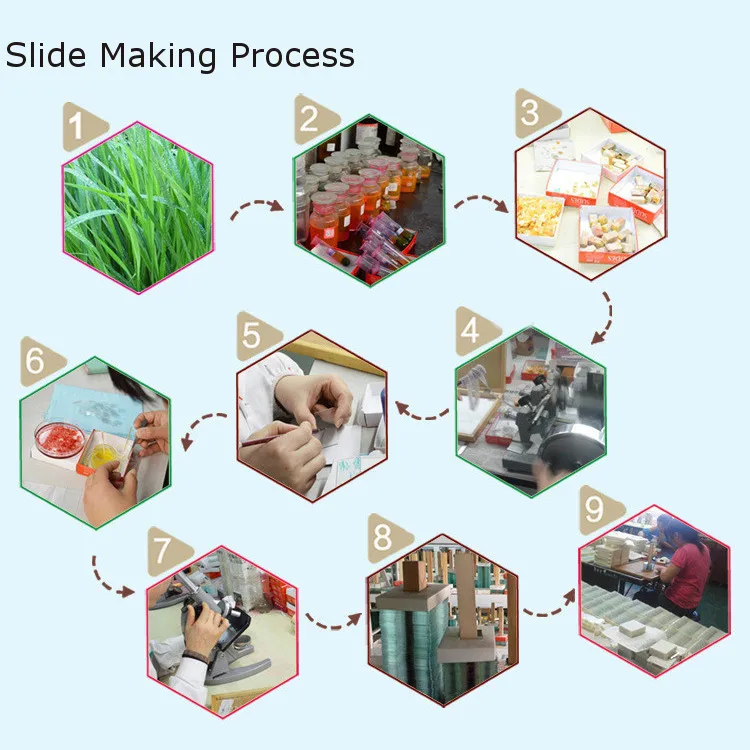 Biology 50 PCS Prepared Biological Basic Science Microscope Glass Slides School and Laboratory English Label Teaching Samples