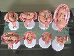 Anatomical Human Fetal Development Model - Baby Fetus Foetus Pregnancy Anatomy