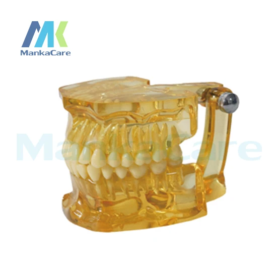 

Manka Care - Clear Extraction Model Oral Model Teeth Tooth Model