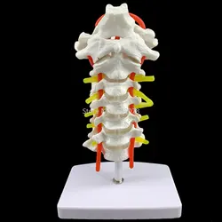 Human Anatomical Model Cervical Vertebra Model Cervical Spine with Neck Artery Occipital Bone Disc and Nerve Model 18 x 13 x 8cm