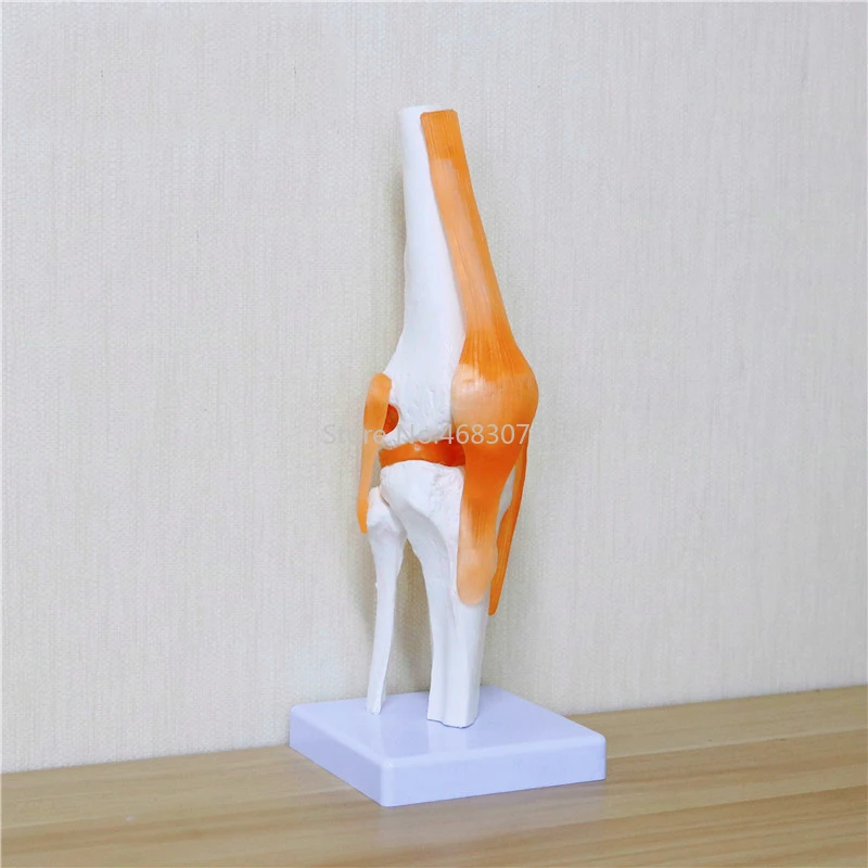 Human Skeleton Knee Joint Anatomy Models Skeleton Model with Ligaments Joint Model Medical Science Teaching Supplies 29.5*11cm