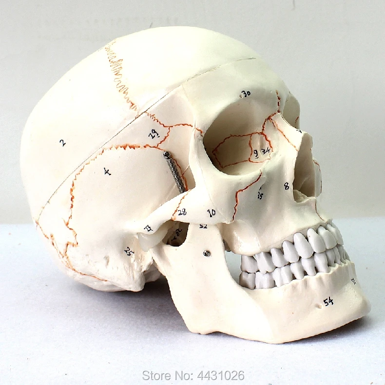 

ENOVO Fetal skull model infant skull skull model human.skull model medicine