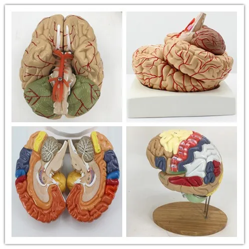 detachable Human brain anatomy model cerebrovascular brain model medical teaching equipment