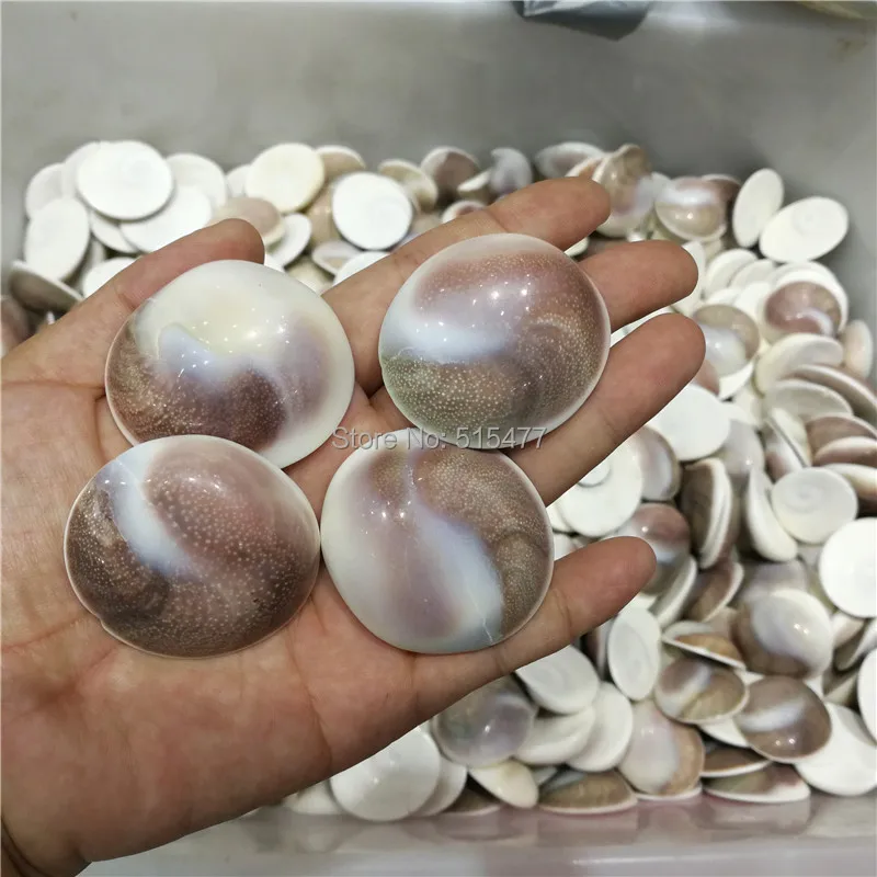 1000g Natural conch seashell   paleontology shells specimens