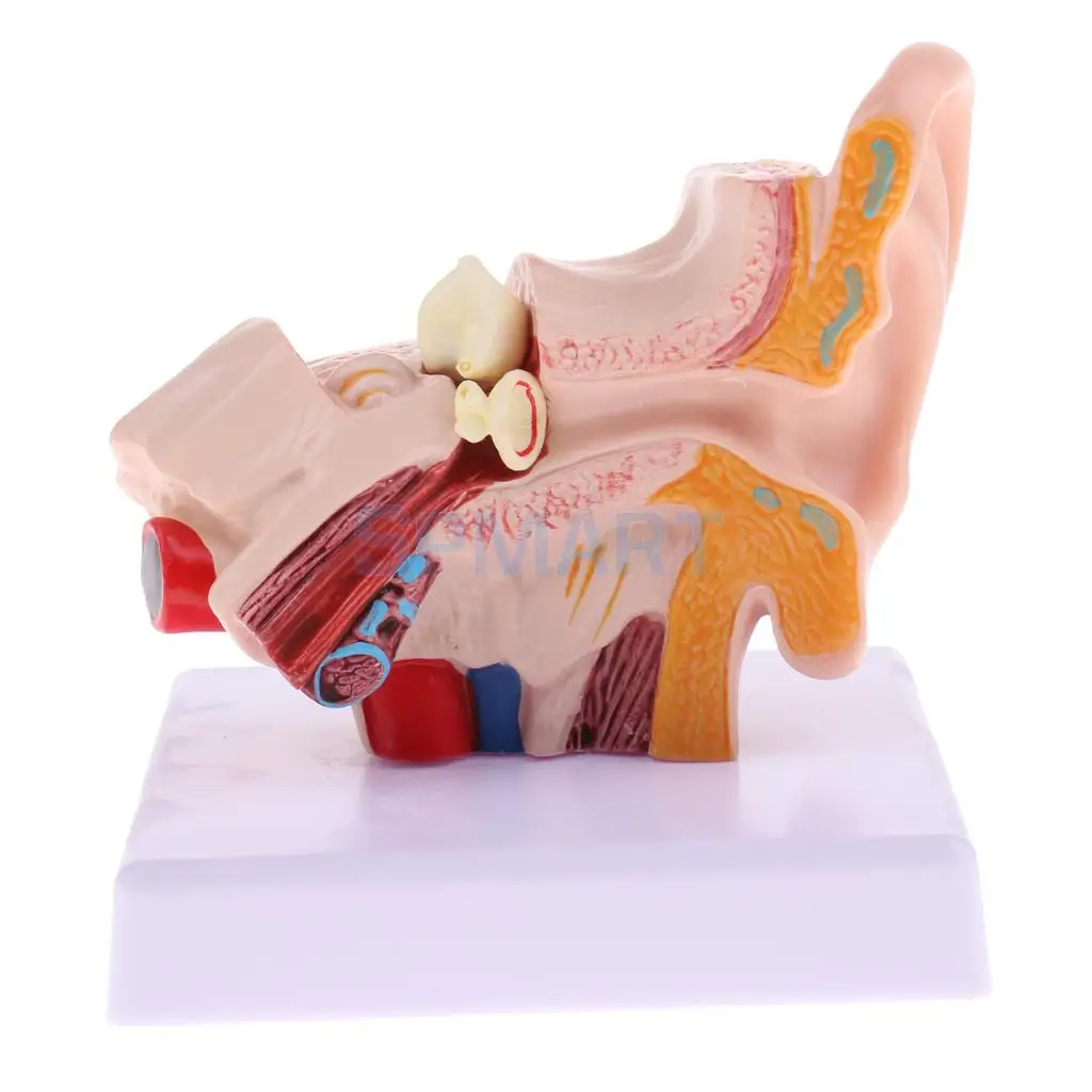 Magnification 1.5x Human Ear Joint Outer, Middle, Inner ear Model with Base School Teaching Supplies Educative