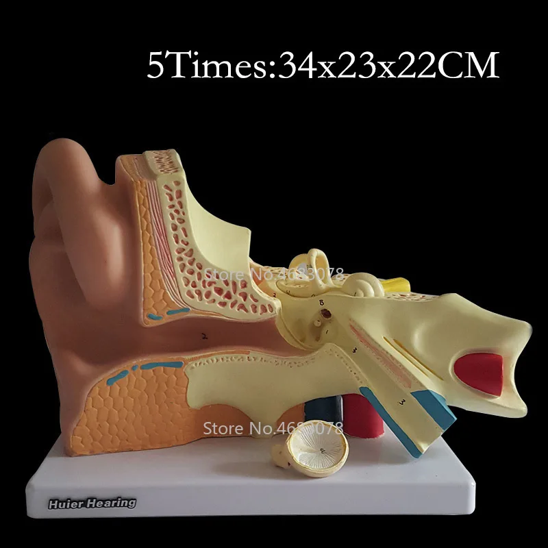 5 Times Human Ear Anatomy Model Showing Organs structure of the Central and External Ears Medical teaching supplies 34x23x22CM