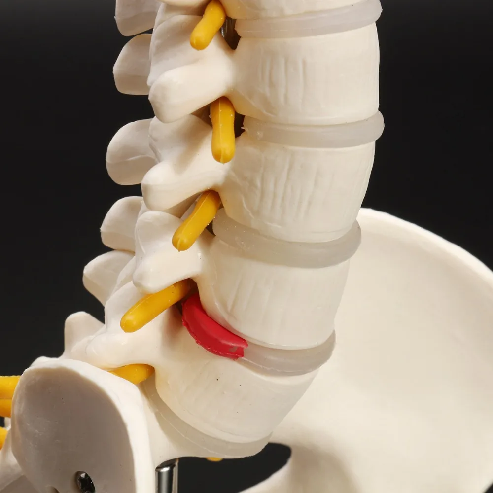 45cm  1:1 Adult Lumbar Bend Spine With femur Model Humans Skeleton Model with Spinal Disc Pelvis Model Used for school supplies