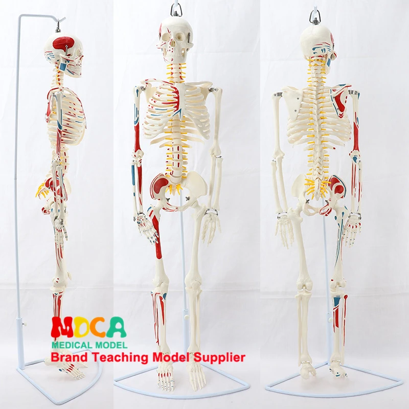 Medical 85CM Hanging Type Skeleton Model Neuromuscular Start and Stop Skeleton Yoga Teaching Spinal Column Model