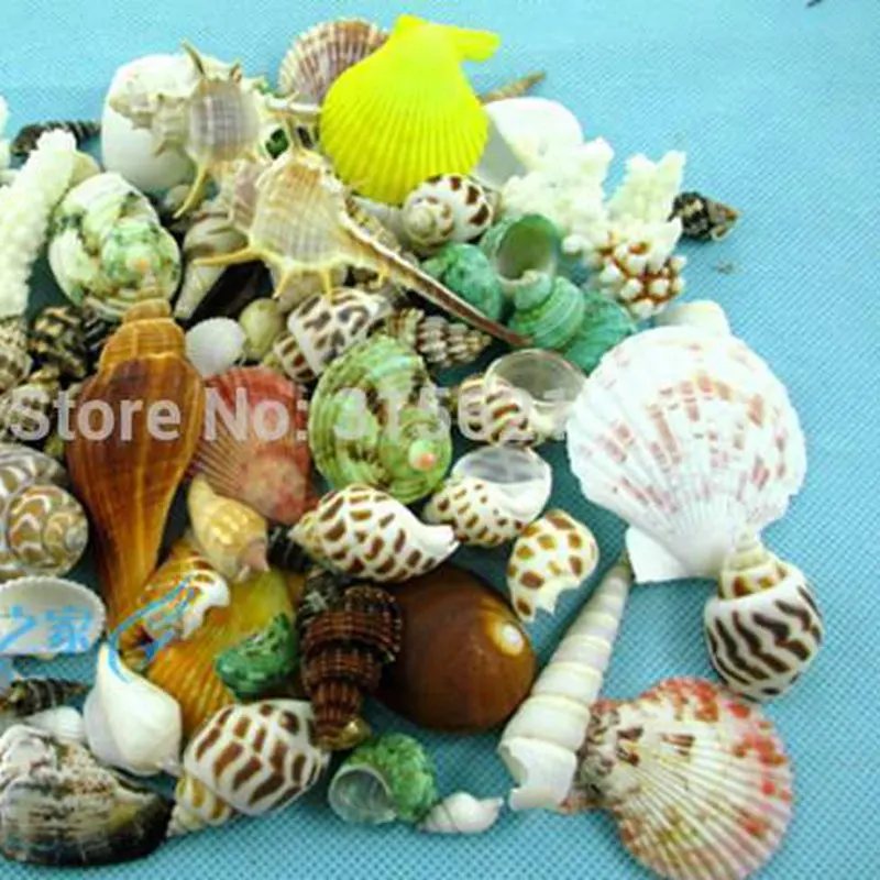 50pcs Aquarium Ornaments Fish Tank Landscape Decoration Mixed Different Conch Natural Seashell Fish & Aquatic Pet Supplies