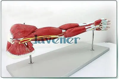 

Human Anatomical Arm Muscles Of Upper Limb Anatomy Medical Model + Nerve