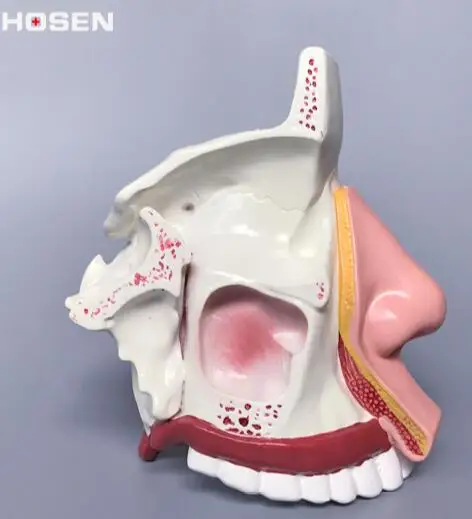 

PVC nasal anatomy model nasal cavity internal structure of the nose, ears, nose, throat, five facial structure teaching medical