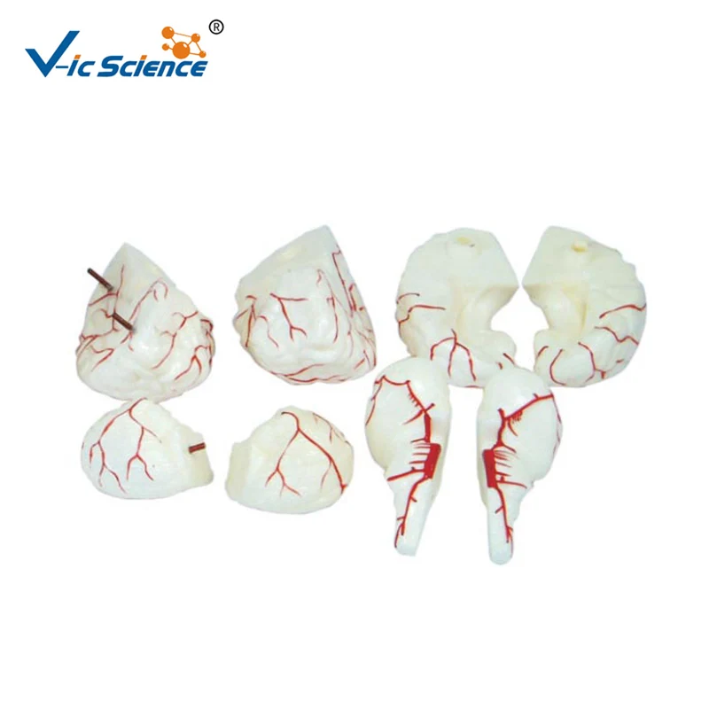 Umani PVC Medico Cervello con Arterie Modello