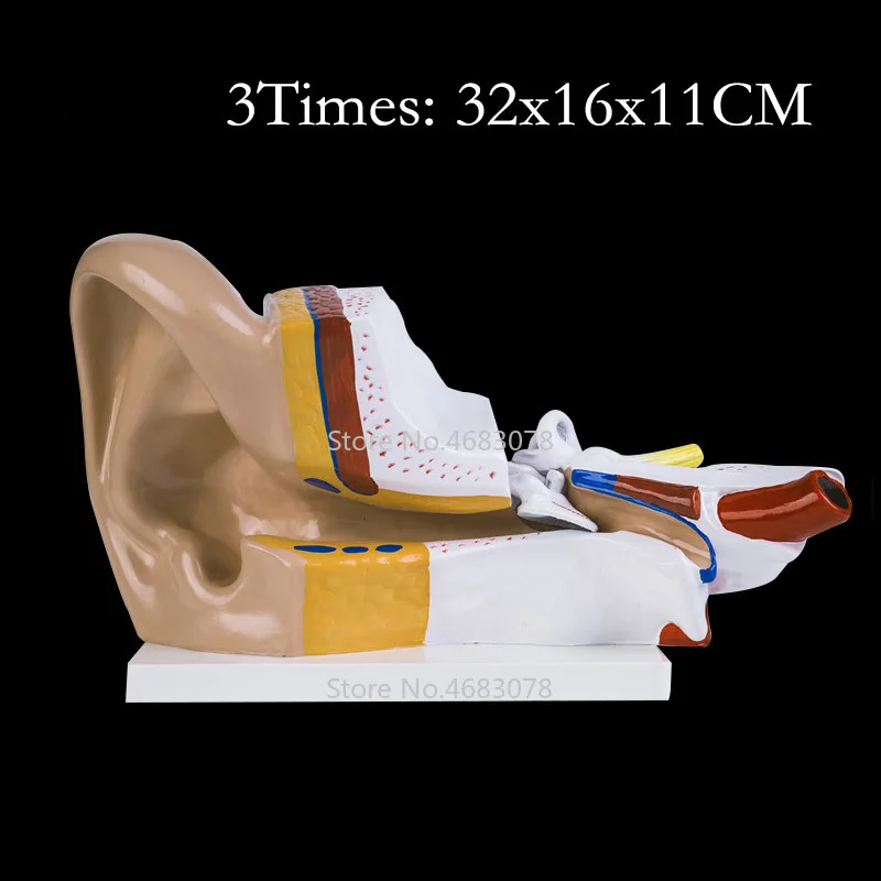 3 Times Human Ear Anatomy Model Showing Organs structure of the Central and External Ears Medical teaching supplies 32x16x11CM