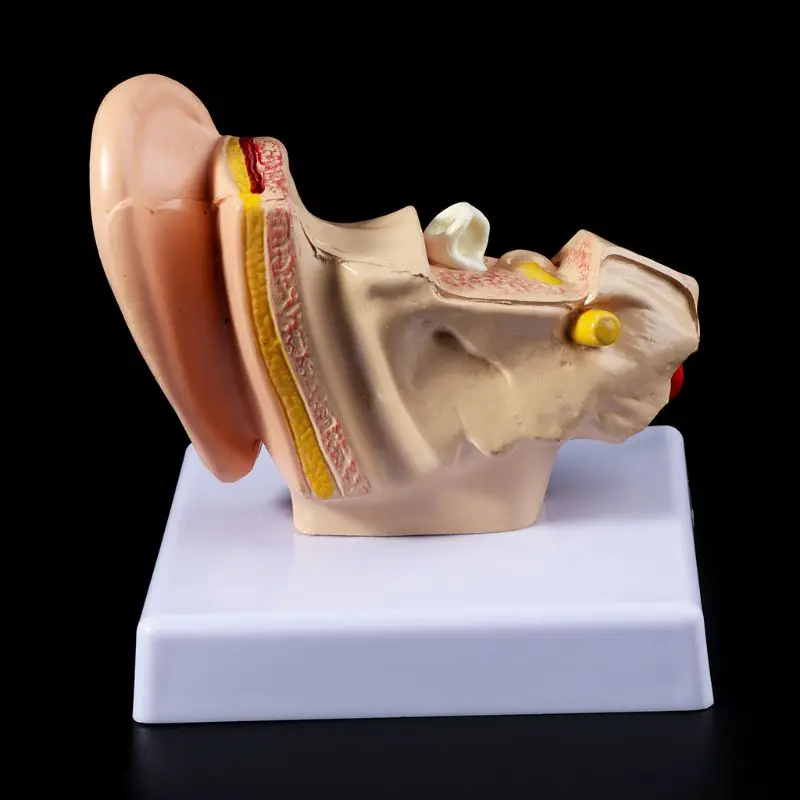 Medical props model 1.5 Times Life Size Human Ear Anatomy Model OrganMedical Teaching Supplies Professional