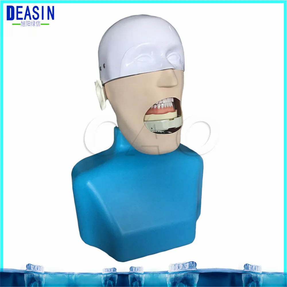 High Quality Senior Manikins Model With Torso It can be fixed on the dental chair for any position practice