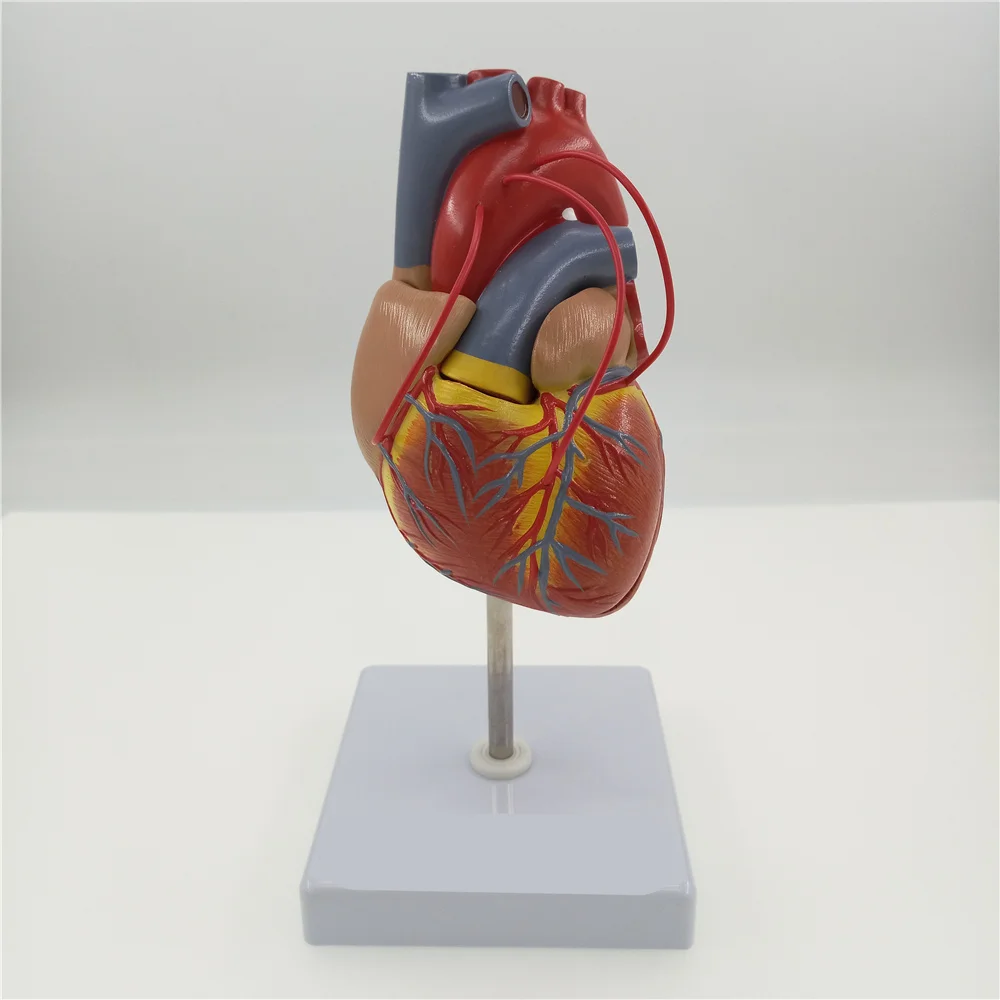 Scientific Heart with Bypass Life Size Anatomical Model Anatomy