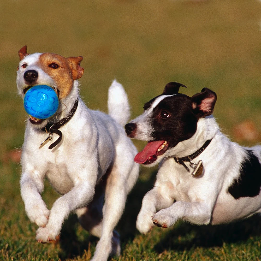 Zabawka dla psa piłka Pet Squeak Ball wodoodporne zabawki dźwiękowe gumowe czyste zęby piłki dla małych średnich duże psy Pet pomarańczowy niebieski