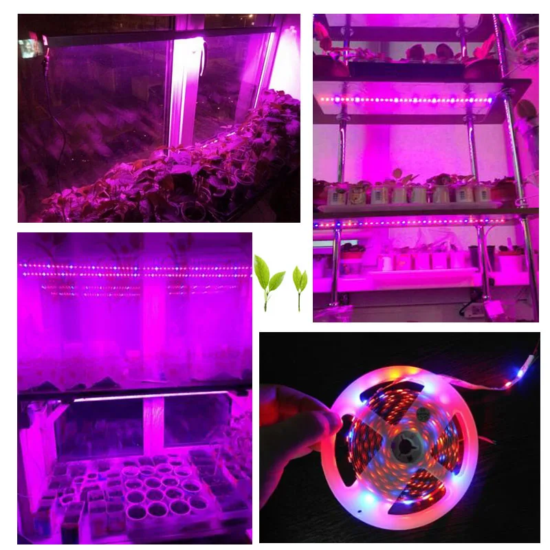 Tira de led para cultivo de plantas, tira de luz de 5m dc 12v 5 vermelha 1 azul, 5050 lâmpada para estufa, cultivo de plantas, aquário, sistema hidropônico