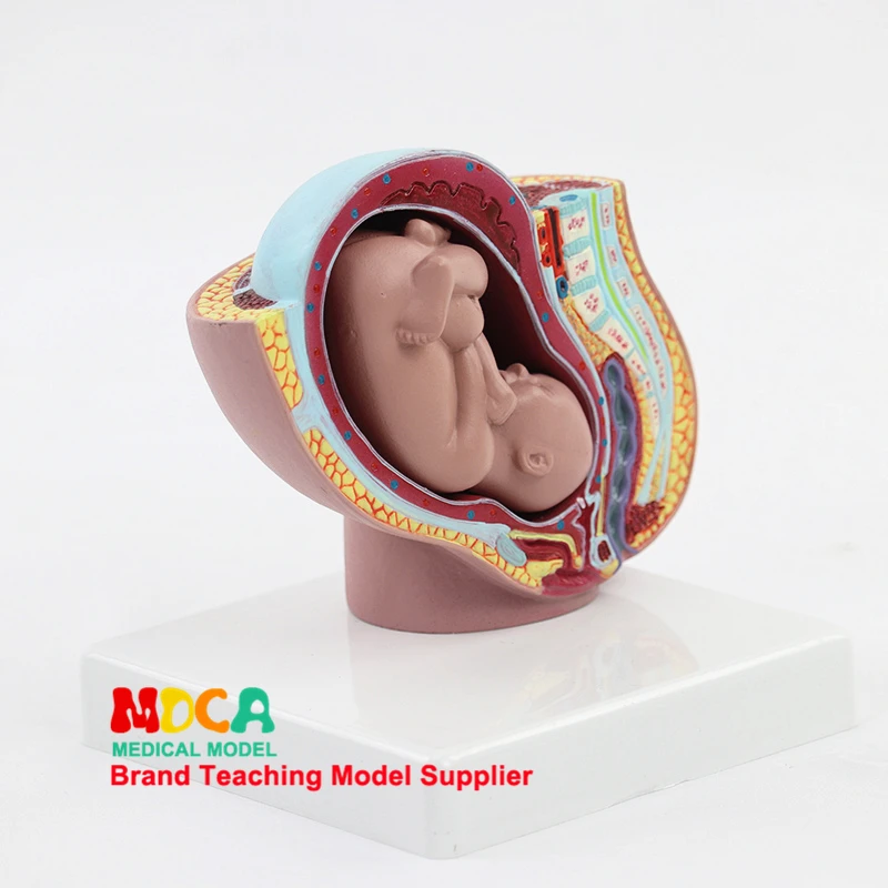 Embryonic Pelvic Model Fetus Pregnancy Anatomy of The Placenta, Life Size with Removable Organs Medical Anatomical Model