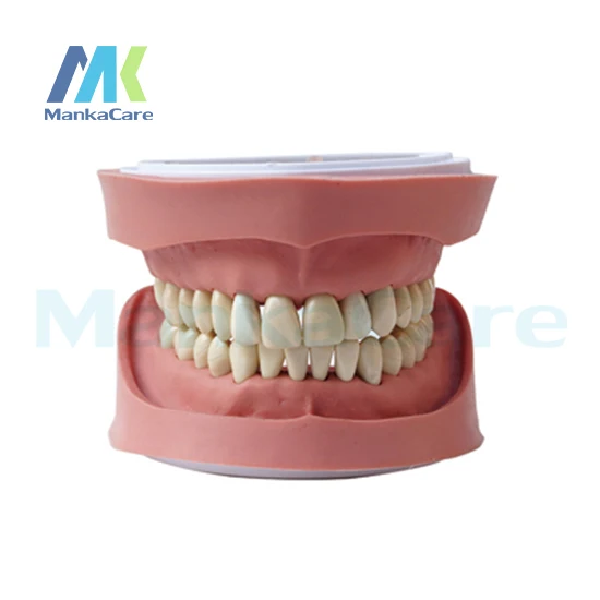 

Manka Care - Standard K Study Model/28 pcs Tooth/Soft Gum/Without screw Oral Model Teeth Tooth Model