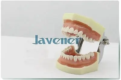 

Dental Tooth Teaching Model Oral Medicine Practice Teaching Model