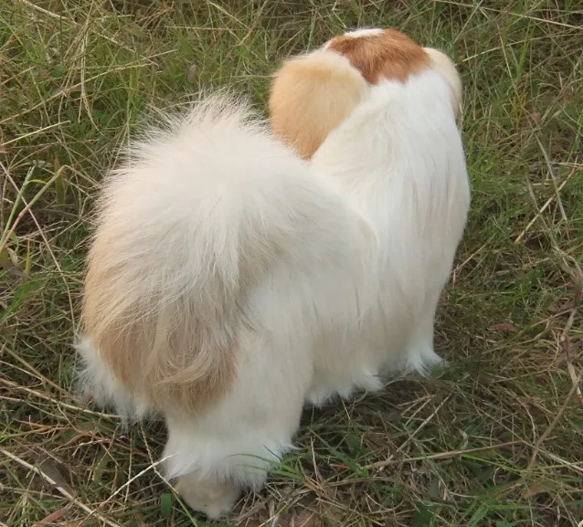 Simulation de chien dur pékinois, modèle en polyéthylène et fourrure grand 30x26cm, cadeau de décoration pour la maison b0329