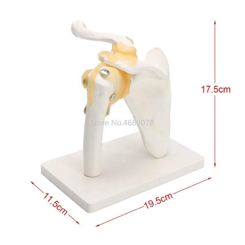 Life Size Anatomical Functional Human Shoulder Joint Teaching Flexible Model 19x17x11cm