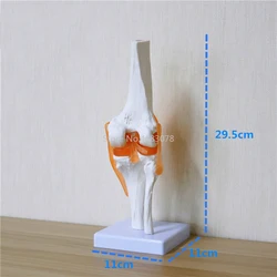 Human Skeleton Knee Joint Anatomy Models Skeleton Model with Ligaments Joint Model Medical Science Teaching Supplies 29.5*11cm