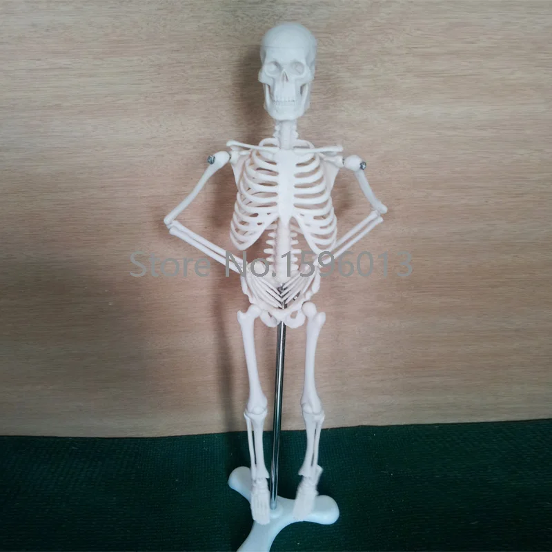 HOT  Mini Skeleton Model 42CM, Human Skeleton Model