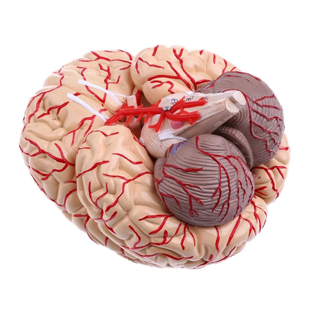 

PVC big brain anatomy model brain model arteries Medical Anatomical Brain Model, with Arteries, 9 Parts,with nummber