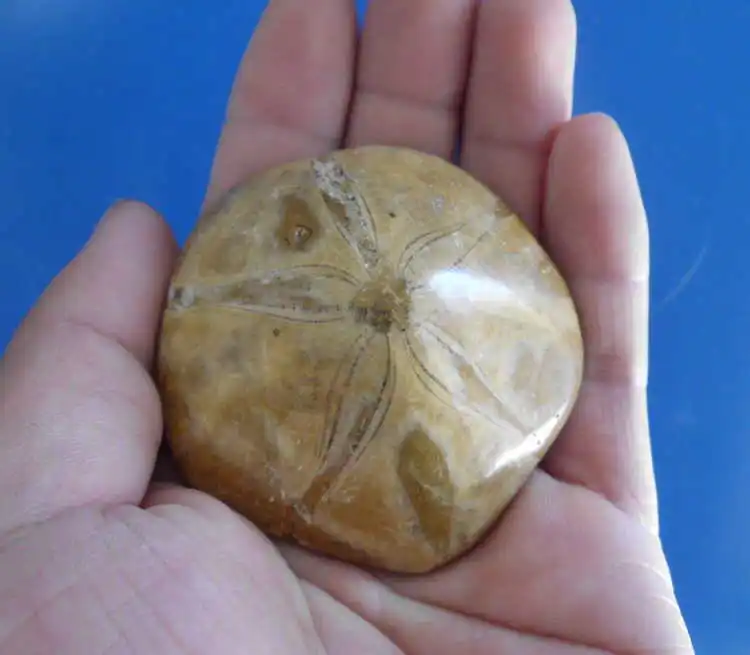 SEA URCHIN STAR FISH FOSSIL SAND DOLLAR JURASSIC AGE 200 MILLION YEARS AGO-1pc