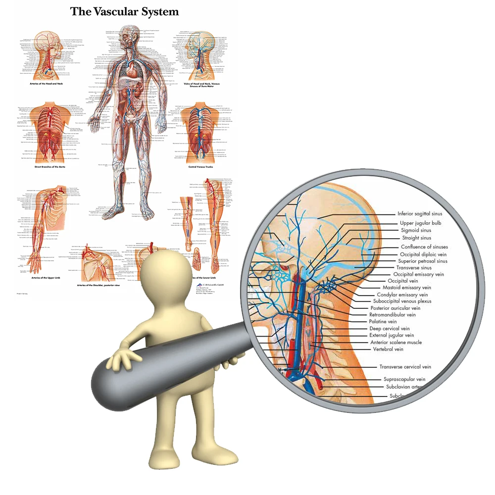 WANGART Vascular System Chart Poster Map Canvas Painting Wall Pictures for Medical Education Doctors Office Classroom Home Decor