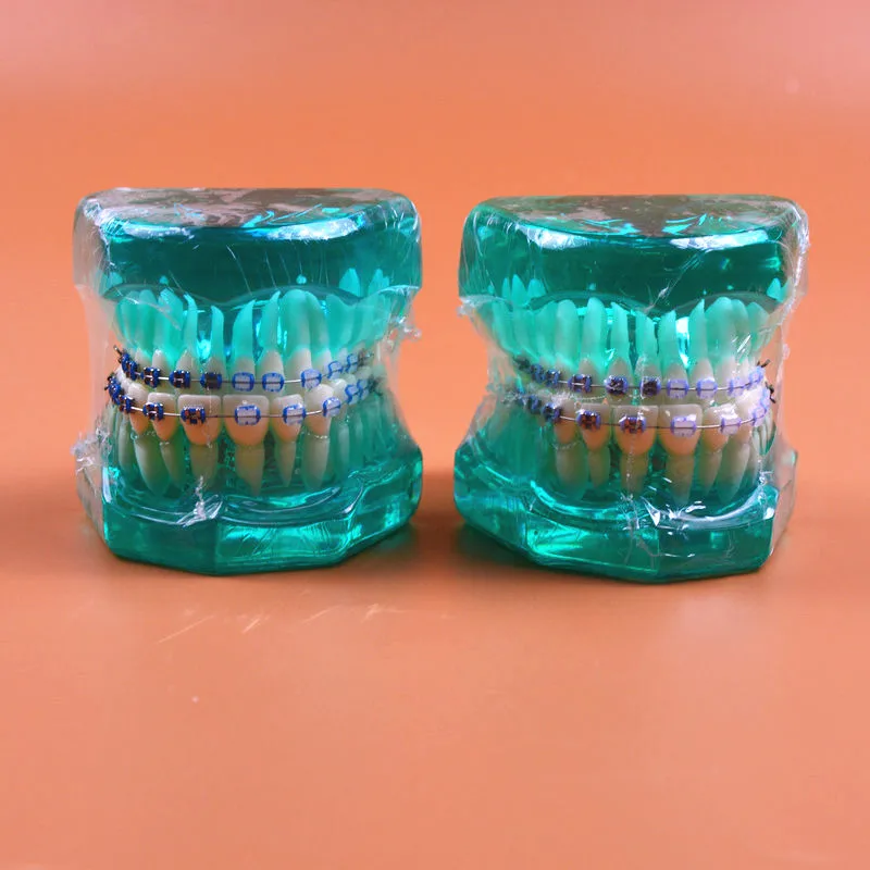 

1pc Blue color Orthodontic teeth models half ceramic and half metal bracket dental education teeth Jaw Model