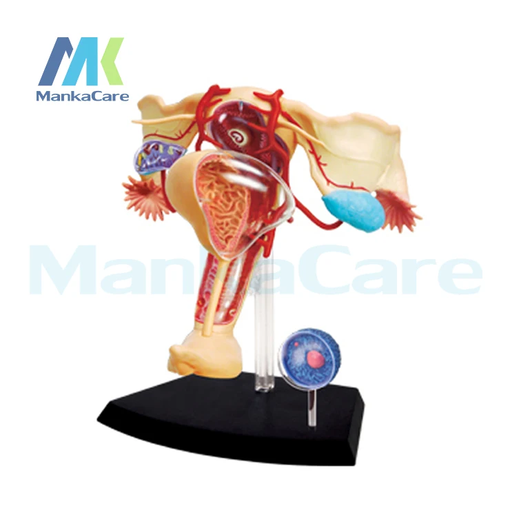 4D Master medical FEMALE human body skeleton anatomical model assembled Human model female reproductive can medicine use