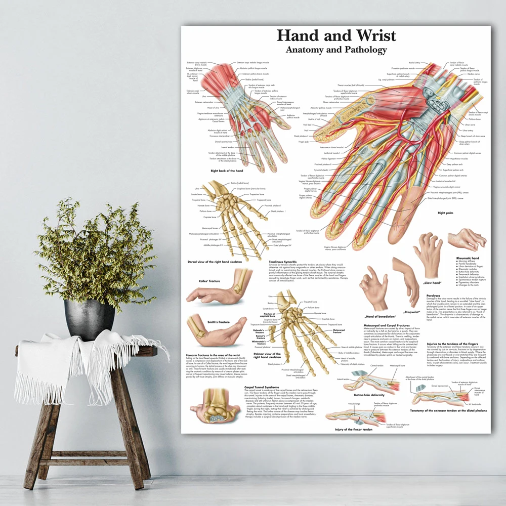 Imagem -02 - Anatomia Mão Fotos de Pulso Quadros Anatômicos Cartazes Anatomia Braço Perna Impressão em Tela Fotos de Parede Educação Médica Escritório Casa